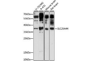 SLC25A44 Antikörper