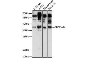 Western blot analysis of extracts of various cell lines, using SLC25A44 antibody (ABIN6293926) at 1:1000 dilution.