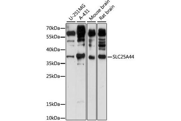 SLC25A44 Antikörper