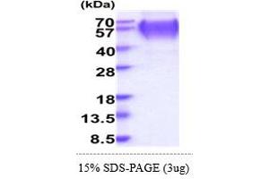 SDS-PAGE (SDS) image for Lysosomal-Associated Membrane Protein 2 (LAMP2) (AA 29-375) protein (His tag) (ABIN5855013) (LAMP2 Protein (AA 29-375) (His tag))