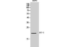 Western Blotting (WB) image for anti-Bone Marrow Stromal Cell Antigen 2 (BST2) (Internal Region) antibody (ABIN3181452) (BST2 Antikörper  (Internal Region))