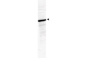 Image no. 1 for anti-Histone Deacetylase 1 (HDAC1) (AA 466-482) antibody (ABIN401309) (HDAC1 Antikörper  (AA 466-482))
