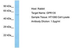 Image no. 1 for anti-G Protein-Coupled Receptor 135 (GPR135) (C-Term) antibody (ABIN6750103) (GPR135 Antikörper  (C-Term))