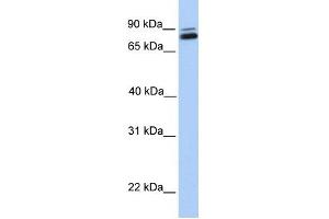 GGTL3 antibody used at 1 ug/ml to detect target protein.