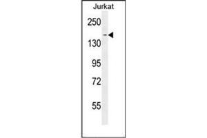 Western blot analysis of PPRC1 Antibody (C-term) in Jurkat cell line lysates (35ug/lane). (PPRC1 Antikörper  (C-Term))