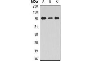 Western blot analysis of Unc18-2 expression in THP1 (A), Jurkat (B), mouse testis (C) whole cell lysates. (STXBP2 Antikörper)