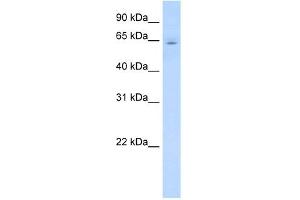WB Suggested Anti-CYP2E1 Antibody Titration:  0. (CYP2E1 Antikörper  (C-Term))