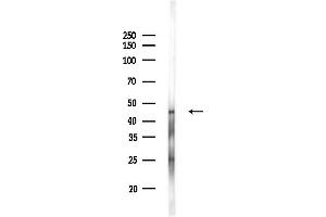 anti-Alpha Centractin (ACTR1A) (Internal Region) antibody