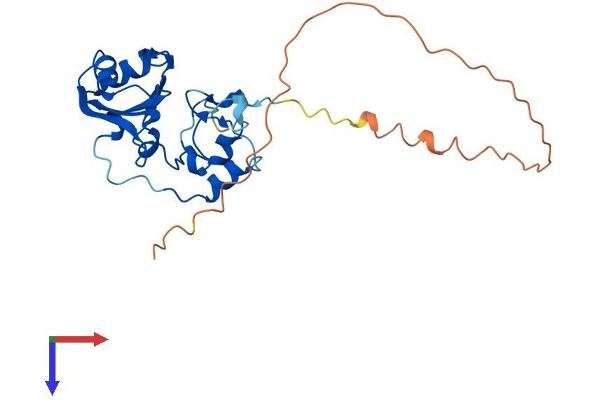 SNRNP35 Protein (AA 1-246) (His tag)