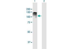 Western Blot analysis of TPO expression in transfected 293T cell line by TPO MaxPab polyclonal antibody.