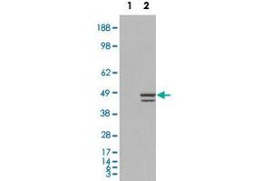 HEK293 overexpressing IRF2 and probed with IRF2 polyclonal antibody  (mock transfection in first lane), tested by Origene. (IRF2 Antikörper  (C-Term))
