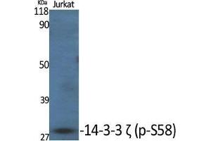 Western Blot (WB) analysis of specific cells using Phospho-14-3-3 zeta (S58) Polyclonal Antibody. (14-3-3 zeta Antikörper  (pSer58))