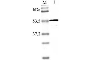 Western blot analysis using anti-Nampt (mouse), pAb  at 1:2'000 dilution. (NAMPT Antikörper)