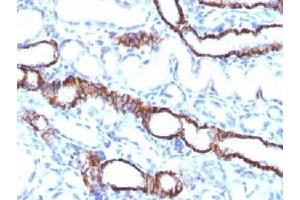 IHC testing of FFPE rat kidney tissue with recombinant Cadherin 16 antibody (clone CDH16/1532R). (Rekombinanter Cadherin-16 Antikörper)