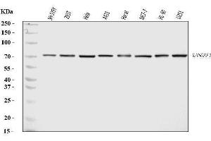 Western blot analysis of RANGAP1 using anti-RANGAP1 antibody (ABIN7600225).