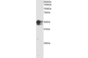 Image no. 1 for anti-SMAD, Mothers Against DPP Homolog 2 (SMAD2) (AA 82-94) antibody (ABIN300075)