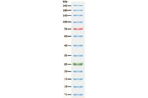 SDS-PAGE (SDS) image for ExcelBand™ 3-color Broad Range Protein Marker (ABIN5662598) (ExcelBand™ 3-color Broad Range Protein Marker)