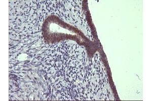 Image no. 3 for anti-Chromosome 4 Open Reading Frame 22 (C4orf22) antibody (ABIN1497057) (C4orf22 Antikörper)