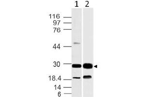 Image no. 1 for anti-14-3-3 theta (YWHAQ) (AA 20-225) antibody (ABIN5027004) (14-3-3 theta Antikörper  (AA 20-225))