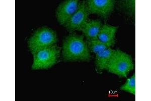 Immunofluorescence analysis of paraformaldehyde-fixed A549, merged with DNA probe, using GAPDH antibody at 1:200 dilution. (GAPDH Antikörper  (AA 9-323))