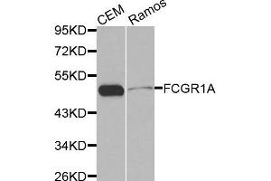 Western blot analysis of extracts of CEM and Ramos cell lines, using FCGR1A antibody. (FCGR1A Antikörper)