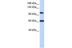 Image no. 1 for anti-Thyroid Hormone Receptor Associated Protein 3 (THRAP3) (C-Term) antibody (ABIN6742778)