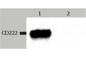 Western Blotting analysis (non-reducing conditions) of CD222 in whole cell lysate of JURKAT human peripheral blood T cell leukemia cell line. (IGF2R Antikörper)