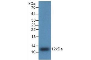 Detection of Recombinant IL8, Human using Polyclonal Antibody to Interleukin 8 (IL8) (IL-8 Antikörper  (AA 28-99))