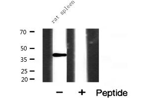 Western blot analysis of extracts from rat spleen, using NR2F6 antibody. (NR2F6 Antikörper  (N-Term))