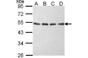 Western Blotting (WB) image for anti-Eukaryotic Translation Initiation Factor 2, Subunit 2 Beta, 38kDa (EIF2S2) antibody (ABIN2856393)