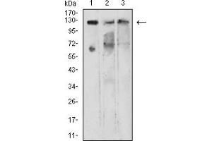 Western Blotting (WB) image for anti-Lysine (K)-Specific Demethylase 1A (KDM1A) (AA 709-876) antibody (ABIN7193459)