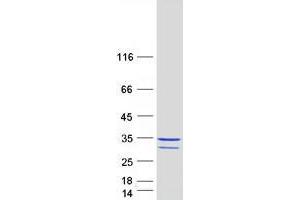 Western Blotting (WB) image for Partner of Y14 and mago (WIBG) (Transcript Variant 1) protein (Myc-DYKDDDDK Tag) (ABIN2735580)