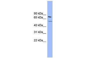 WB Suggested Anti-KCNQ4 Antibody Titration:  0. (KCNQ4 Antikörper  (Middle Region))