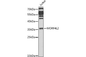 Western blot analysis of extracts of Jurkat cells, using MORF4L2 antibody (ABIN6128240, ABIN6143950, ABIN6143951 and ABIN6223485) at 1:1000 dilution. (MORF4L2 Antikörper  (AA 1-100))