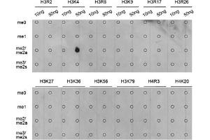 Dot-blot analysis of various methylation peptides using Dimethyl-Histone H3-K4 antibody (ABIN5969803). (Histone 3 Antikörper  (H3K4me2))