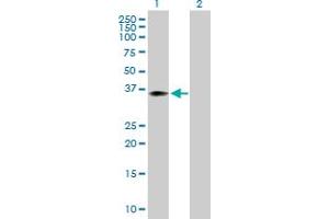 Western Blot analysis of WDR45 expression in transfected 293T cell line by WDR45 MaxPab polyclonal antibody. (WDR45 Antikörper  (AA 1-360))