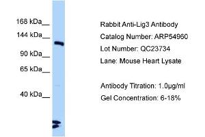 Western Blotting (WB) image for anti-Ligase III, DNA, ATP-Dependent (LIG3) (C-Term) antibody (ABIN971036) (LIG3 Antikörper  (C-Term))