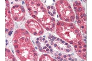 Human Kidney (formalin-fixed, paraffin-embedded) stained with FGFR1at 4 µg/ml followed by biotinylated anti-goat IgG secondary antibody, alkaline phosphatase-streptavidin and chromogen. (FGFR1 Antikörper  (C-Term))