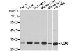 Western blot analysis of extracts of various cell lines, using AQP3 antibody. (AQP3 Antikörper  (AA 178-292))