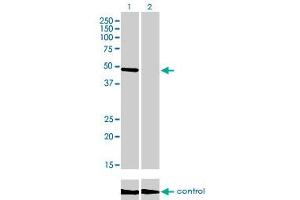 Western Blotting (WB) image for anti-CAMP Responsive Element Binding Protein 3 (CREB3) (AA 273-372) antibody (ABIN599141) (CREB3 Antikörper  (AA 273-372))