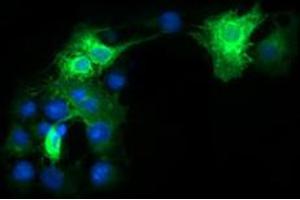 Immunofluorescent staining of COS7 cells transiently transfected by pCMV6-ENTRY FCGR1A with FCGR1A monoclonal antibody, clone 3D3 . (FCGR1A Antikörper)