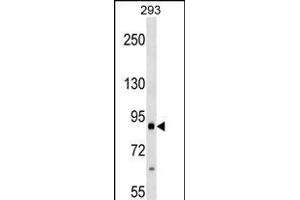 ITGB2 Antibody (ABIN1540012 and ABIN2838044) western blot analysis in 293 cell line lysates (35 μg/lane). (Integrin beta 2 Antikörper)