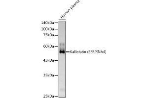 Western blot analysis of extracts of Human plasma, using Kallistatin (SERPIN) Rabbit pAb antibody (ABIN6131346, ABIN6147573, ABIN6147574 and ABIN6223161) at 1:500 dilution. (SERPINA4 Antikörper  (AA 178-427))