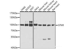 Western blot analysis of extracts of various cell lines using GFM1 Polyclonal Antibody at dilution of 1:3000. (GFM1 Antikörper)