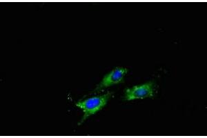 Immunofluorescence (IF) image for anti-Amyloid beta (A4) Precursor Protein (APP) (AA 18-270) antibody (ABIN7144042)