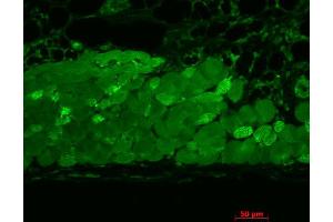 Immunohistochemistry analysis using Mouse Anti-Hsp90 Monoclonal Antibody, Clone 4F3. (HSP90 Antikörper  (Atto 594))