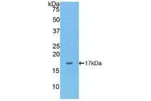 Detection of Recombinant IL1a, Canine using Polyclonal Antibody to Interleukin 1 Alpha (IL1a) (IL1A Antikörper  (AA 132-265))