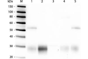 Western Blot of Anti-Rabbit IgG F(ab')2 (GOAT) Antibody . (Ziege anti-Kaninchen IgG (F(ab')2 Region) Antikörper (FITC) - Preadsorbed)