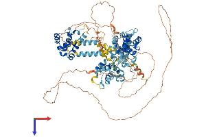 BEND3 Protein (AA 1-825) (His tag)