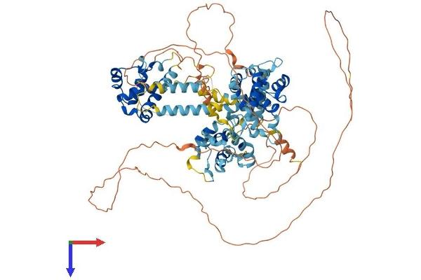 BEND3 Protein (AA 1-825) (His tag)
